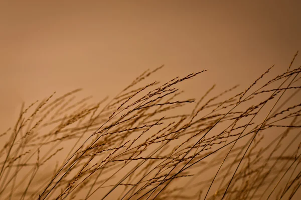 Grassland — Stock Photo, Image