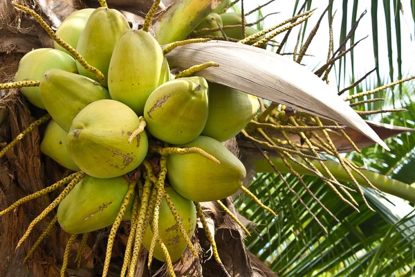 Cocos en el árbol — Foto de Stock