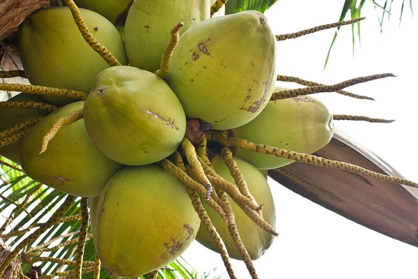 Cocos en el árbol — Foto de Stock