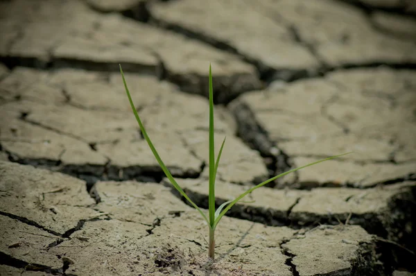 Dry season — Stock Photo, Image