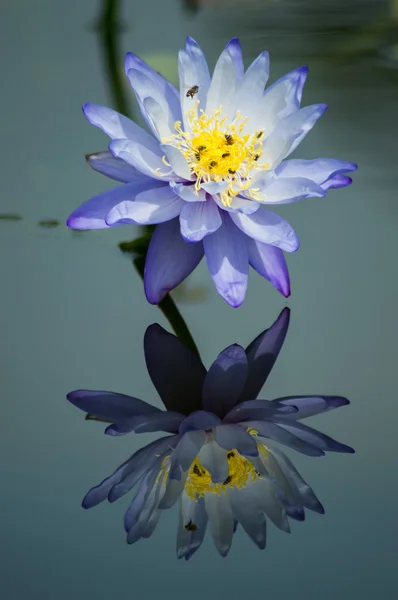 Nymphaea — Stockfoto