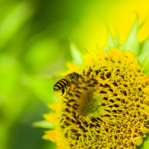 Girasole nano — Foto Stock