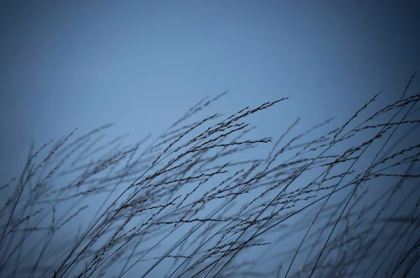 Grassland — Stock Photo, Image