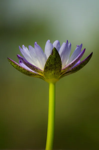 Nymphaea — Stock Photo, Image