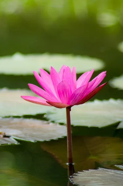 Nymphaea — Stockfoto