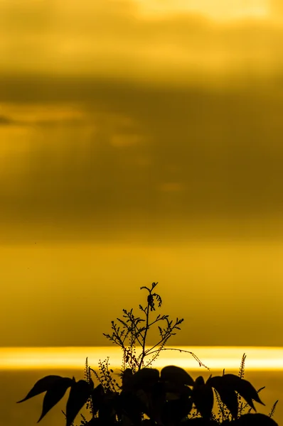 Puesta de sol — Foto de Stock