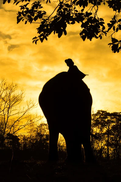 Asiatischer Elefant — Stockfoto