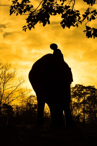 Asian elephant — Stock Photo, Image