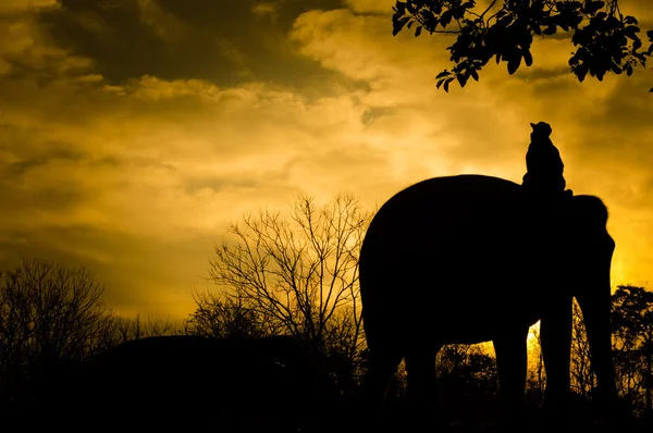 Elefante asiatico — Foto Stock