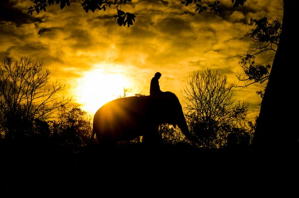 Elefante asiático —  Fotos de Stock