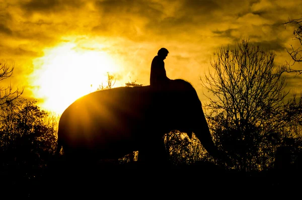 Elefante asiático —  Fotos de Stock