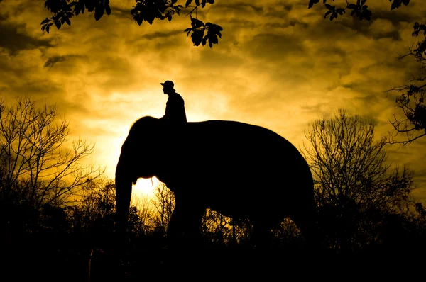 Elefante asiático — Foto de Stock