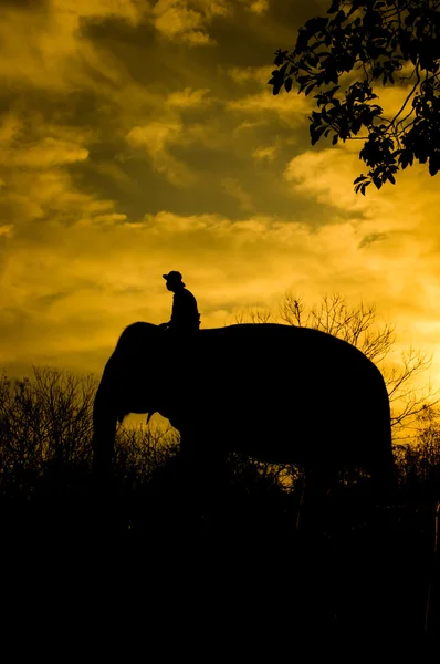 Elefante asiático —  Fotos de Stock