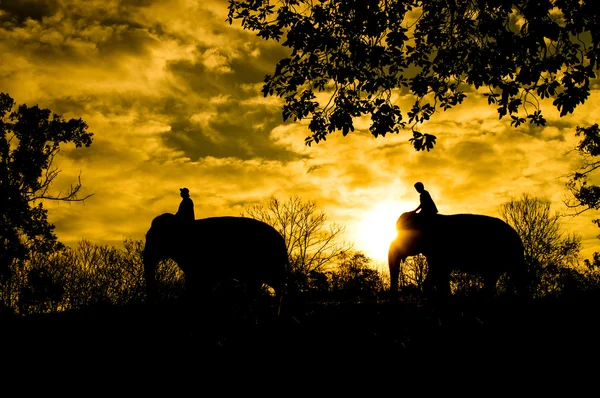 Elefante asiático — Foto de Stock