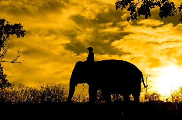 Elefante asiático — Foto de Stock