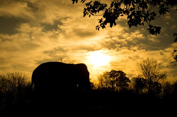 Elefante asiatico — Foto Stock