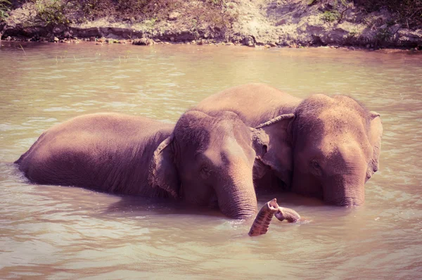 Elefante asiático — Foto de Stock