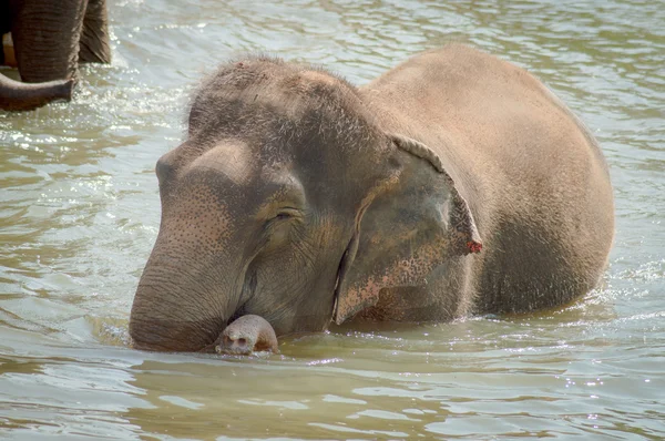 Азіатський слон — стокове фото