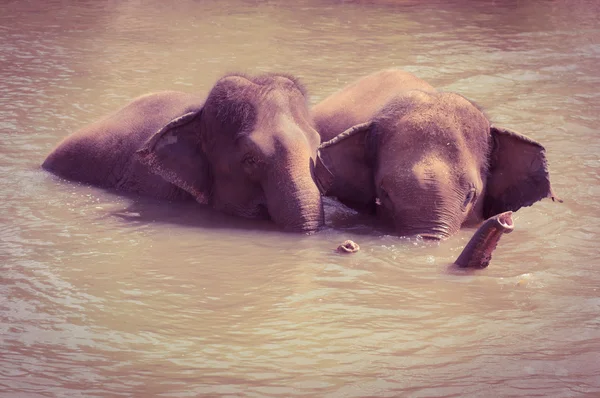 Elefante asiático — Foto de Stock