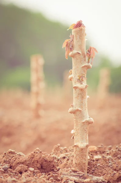 Casava farm — Stock Photo, Image