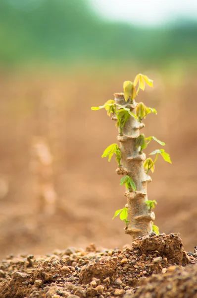 Fattoria casava — Foto Stock