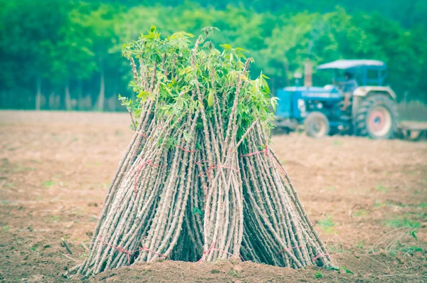 Casava farm — Stock Photo, Image