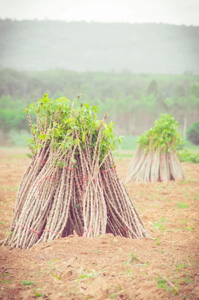 Casava farm — Stock Photo, Image