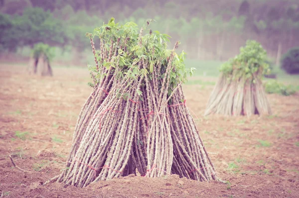 Casava farm — Stock Photo, Image