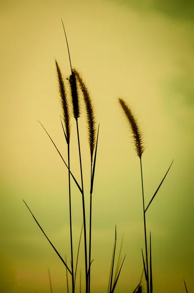 Tropické trávy — Stock fotografie