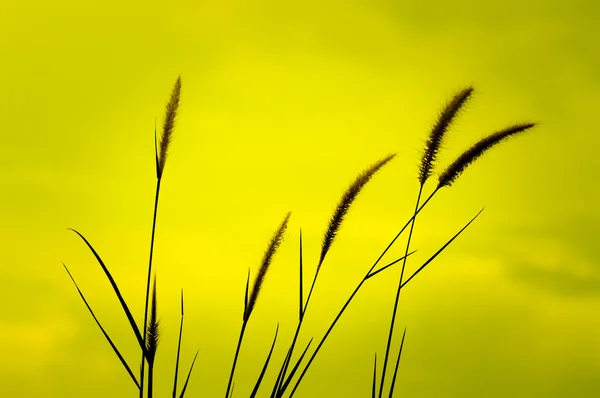 Tropické trávy — Stock fotografie