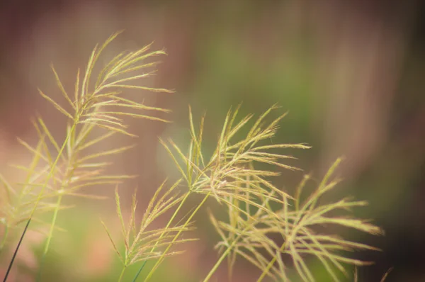 暖地型牧草 — ストック写真