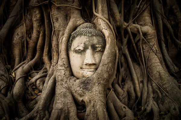 Buda cara — Foto de Stock