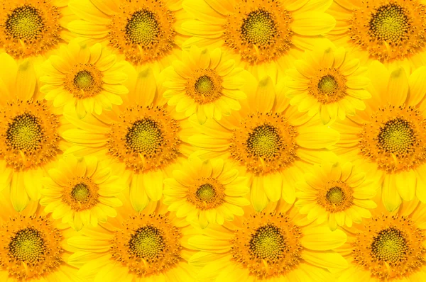 Flores do sol — Fotografia de Stock