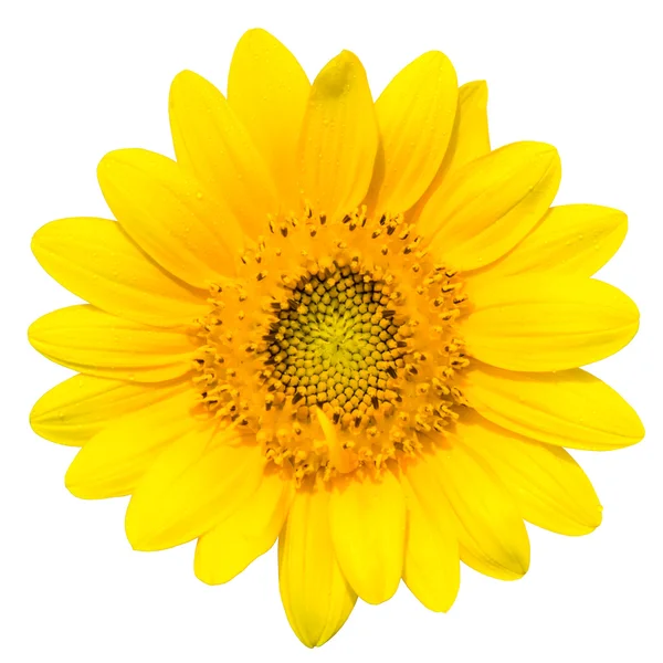 Dwarf Sunflower — Stock Photo, Image