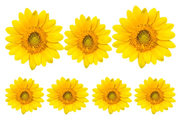 Sun flowers — Stock Photo, Image