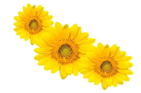 Sun flowers — Stock Photo, Image