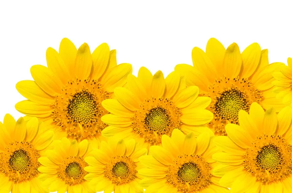 Sun flowers — Stock Photo, Image