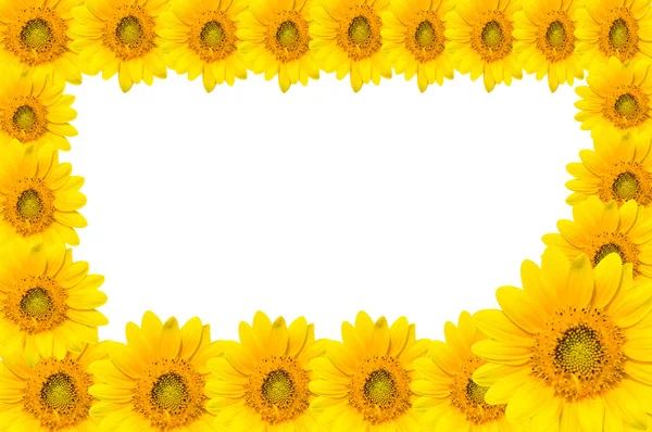 Sun flowers — Stock Photo, Image