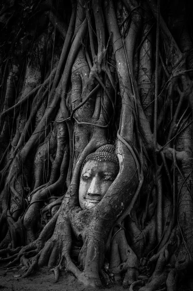 Buddha ansikte — Stockfoto