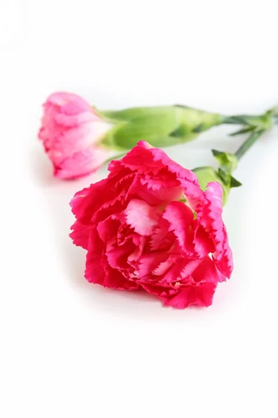 Pembe karanfil çiçeği.