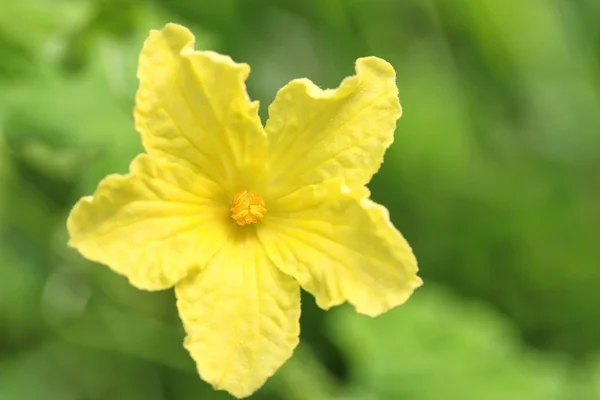 Keserű dinnye virág — Stock Fotó