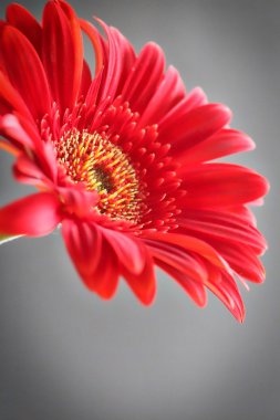 Kırmızı gerbera çiçek