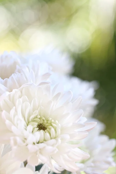 Flores brancas de crisântemo — Fotografia de Stock