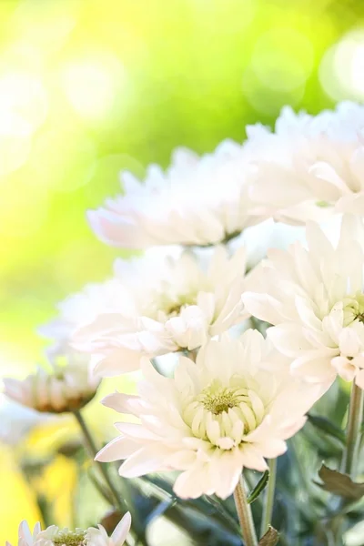 Witte chrysant bloemen — Stockfoto