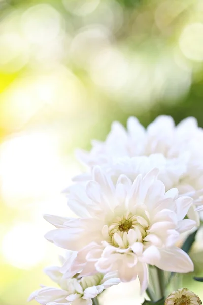 Witte chrysant bloemen — Stockfoto