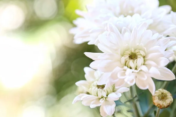 Цветы белой хризантемы — стоковое фото