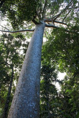Kuranda Queensland Kauri