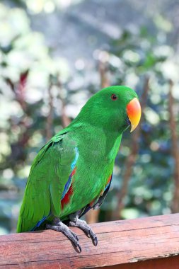 erkek eclectus papağanı