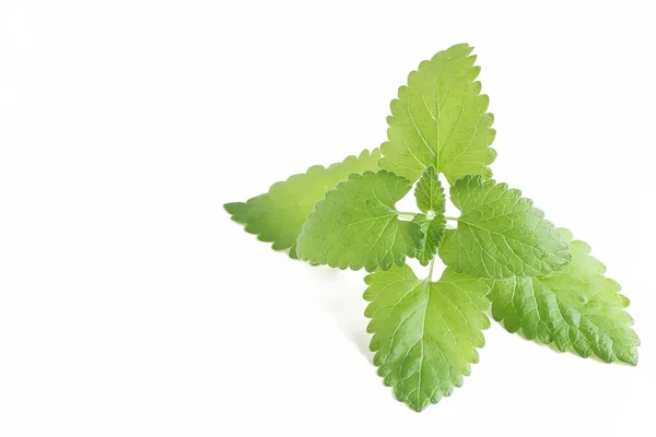 Catnip em fundo branco — Fotografia de Stock