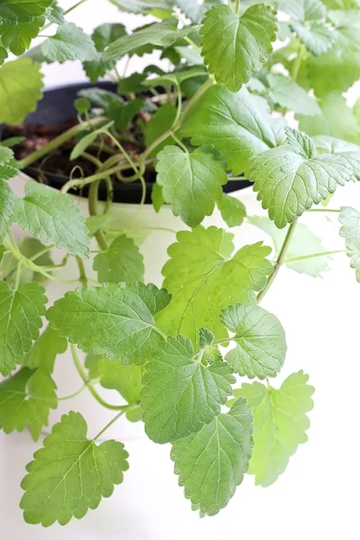 Catnip su sfondo bianco — Foto Stock